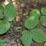 How Wild Yam Turned Lifesaver during the Khmer Rouge Years