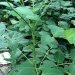 ប្រើប្រាស់រុក្ខជាតិ “ដើមប្រមាត់មនុស្ស”  ធ្វើជាឱសថសម្រាប់ព្យាបាលជំងឺ
