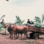 ប្រភពរូបថត៖ ហ្គូណា ប៊ឺកស្ត្រម (ខែសីហា ឆ្នាំ១៩៧៨)/បណ្ណសារមជ្ឈមណ្ឌលឯកសារកម្ពុជា