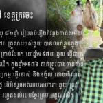 ហែម ឆូយ៖ ផ្នែកសិប្បកម្មធ្វើរនាស់ និងនង្គ័ល
